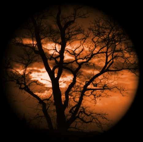 Tree - logo of www.glowiak.com